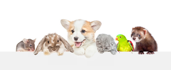 Large group of pets  over empty white banner. isolated on white background. Empty space for text