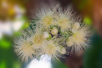 Flower in soft focus on blurred and bokeh background.