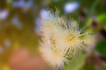 Flower in soft focus on blurred and bokeh background.