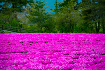 久住高原の芝桜