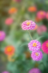 Obraz premium Flower in soft focus on blurred and bokeh background.