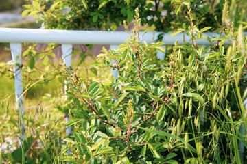 Obraz premium 植物