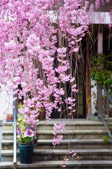 pink flowers in a garden