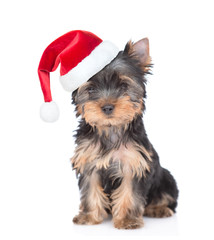 Yorkshire terrier puppy wearing a red christmas hat looks at camera. isolated on white background