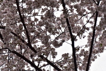 桜と雪