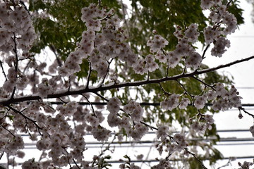 桜と電線と雪