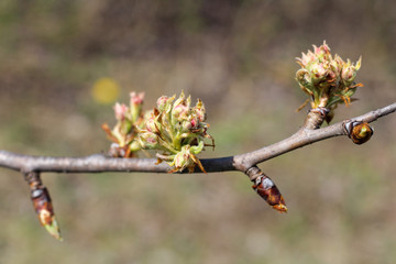 Blooming green buds in a spring garden