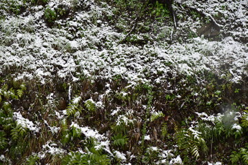雪が積もった塀と植物