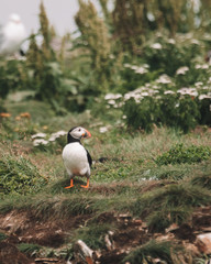 Puffins in Newfoundland 