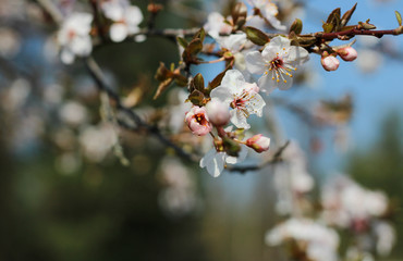 Spring flowering in orchard on blurry background