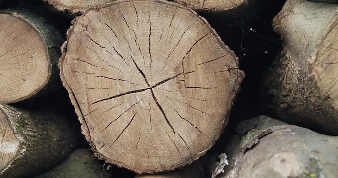 Close background of chopped firewood with slim web at camera