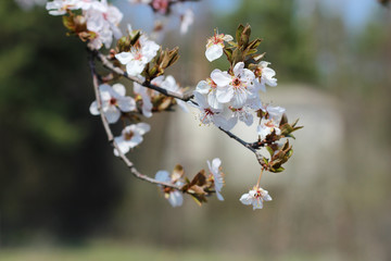 Spring flowering in orchard on blurry background