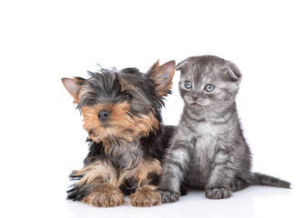 Yorkshire Terrier puppy and kitten  look together away and up. Isolated on white background