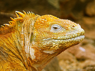 Close-up of a land iguana from the Galapagos Islands of Ecuador