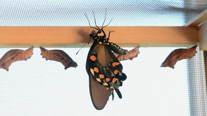 Freshly eclosed Pipevine Swallowtail butterfly hanging down letting his wings fill out and harden, with other chrysalids on the background