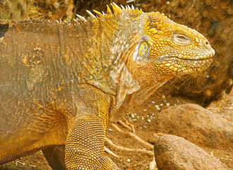Close-up of a land iguana from the Galapagos Islands of Ecuador