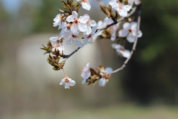 Spring flowering in orchard on blurry background