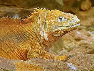 Close-up of a land iguana from the Galapagos Islands of Ecuador