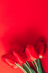 Real red spring tulip flowers on red background. Top view. Flat lay. Greetings card for Womens or...
