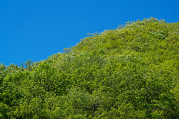 Blue sky and fresh green background