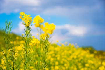 菜の花
