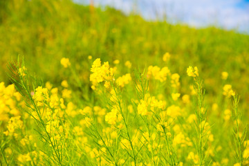 菜の花