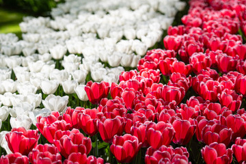 Strisce di tulipani bianchi e tulipani rossi in primo piano 