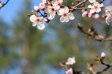 Spring flowering in orchard on blurry background