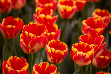 Tulipani rosso fuoco variegato in primo piano isolati