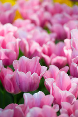 Obraz na płótnie Canvas Primo piano di corolle di tulipani rosa lilla