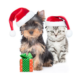 Puppy and gray tabby kitten wearing red christmas hats sit together with gift box. isolated on white background