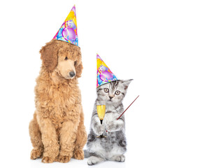 Dog and kitten wearing birthday`s hats.  Poodle dog looks at kitten who holds glass of a champagne and points away on empty space. Isolated on white background