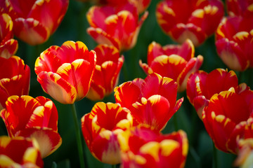 Tulipani rosso fuoco variegato in primo piano isolati