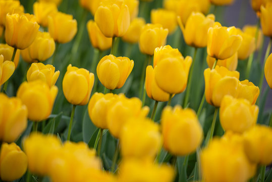 Primo piano di tulipani gialli © vpardi