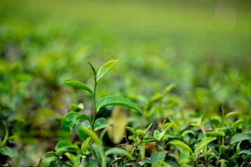 Close up shot of young Green tea leaf