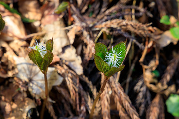 ヒトリシズカ　春の花　山野草