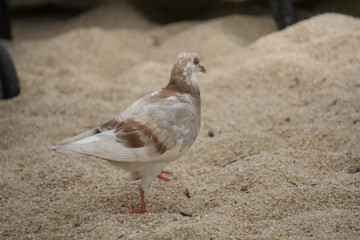 Paloma o gaviota caminando por la arena color beige