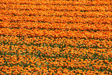 Campi estesi colorati di  tulipani  giallo rossi - 343313806