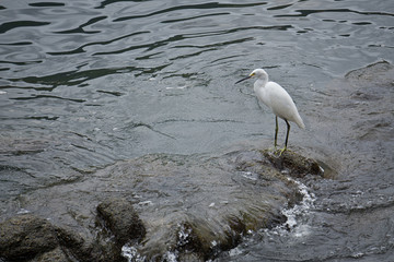 Garza ave blanca sobre piedra sumergida en el mar