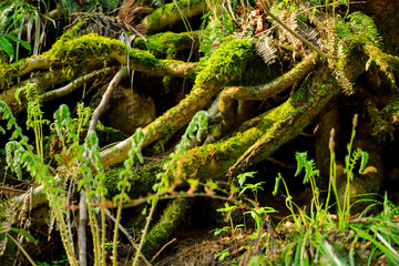 森の中　木の根元