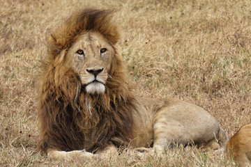 Lion, Tanzania