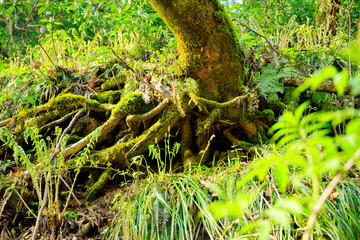 森の中　木の根元