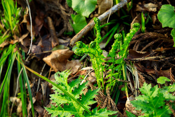 コゴミ　コゴメ　春　山菜　日本の食材