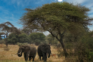 Fototapeta premium Elephants under an acacia tree