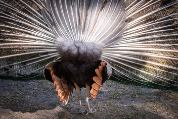 Fototapeta Primo piano della ripresa posteriore del pavone e della sua coda o ruota obraz