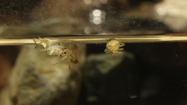 Giant water bug larvas eating each others, cannibal behaviour