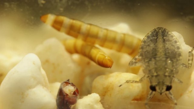Giant water bug juvenile eating mealworm larva