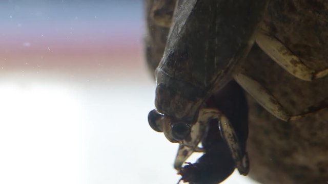 Close up of Giant water bug eating mealworm beetle