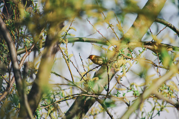 Yellow Wagtail (Motacilla Flava) on a branch