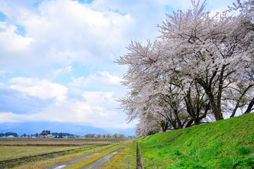 Obraz premium 桜 満開 秋田県大仙市中仙